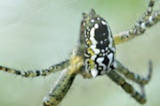 Tent Spider (Cyrtophora moluccensis) (Cyrtophora molucensis)